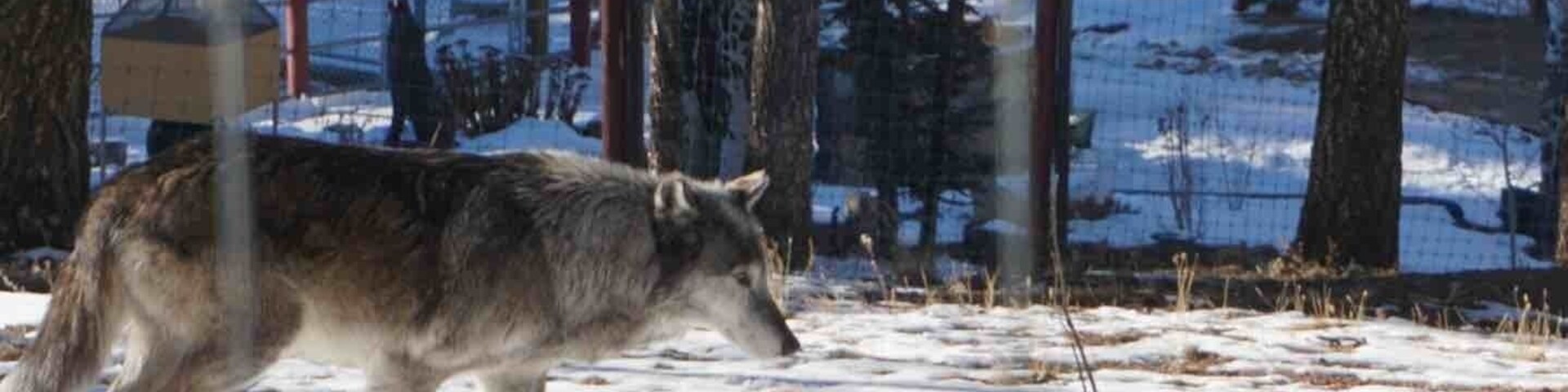 This is an amazing place to visit and see beautiful wolves