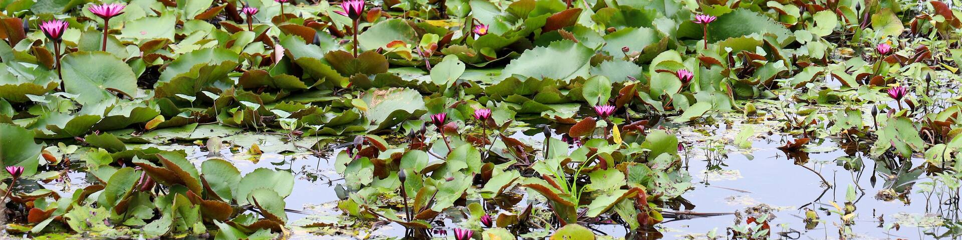 The red lotus flower in the river at thailand