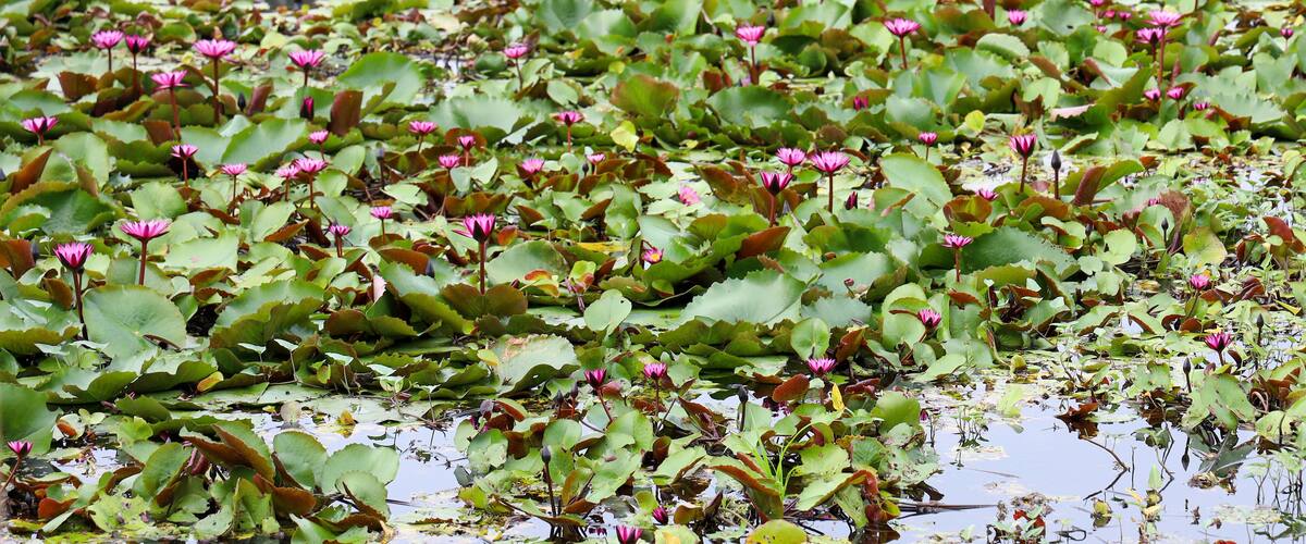 A pond filled with water lilies and green lily pads.