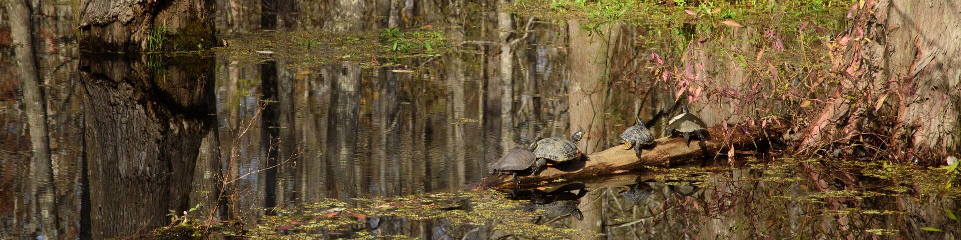 A swampy area with water, trees, and some turtles on a log.