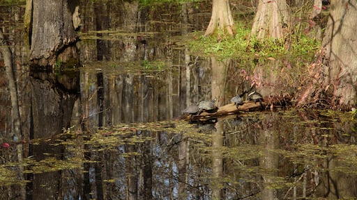 Une zone marécageuse avec de l’eau, des arbres et quelques tortues sur une bûche.