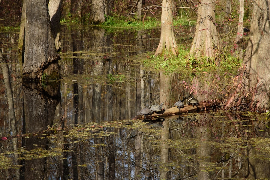 A swampy area with water, trees, and some turtles on a log.