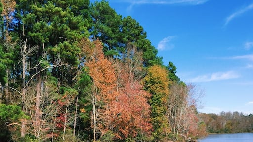 Enjoying the fall foliage in Chester State Park, SC.
More on www.ajauntwithjoy.com