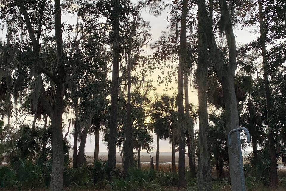 Una foresta con alberi alti e vista sul tramonto.