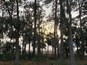 A forest with tall trees and a view of the sunset.
