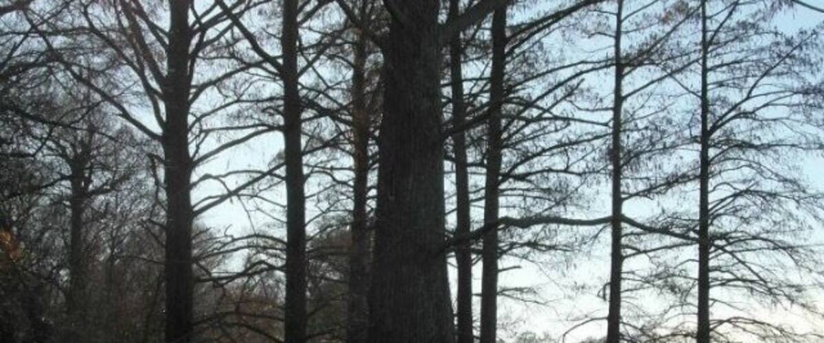 What a collection of cypress trees.