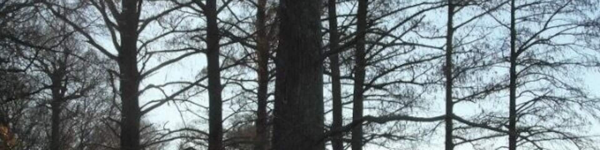 What a collection of cypress trees.