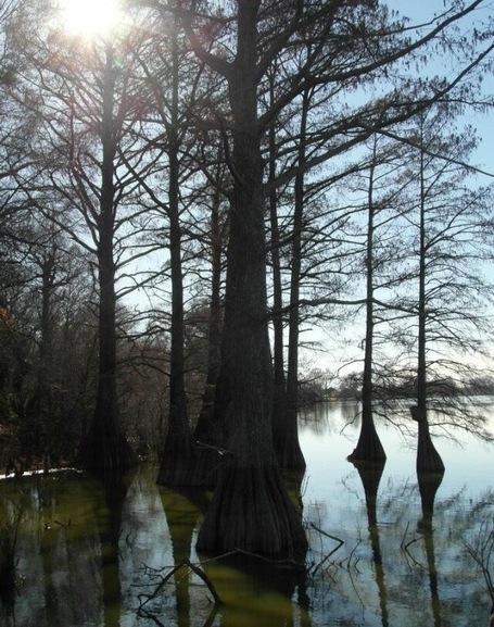 What a collection of cypress trees.