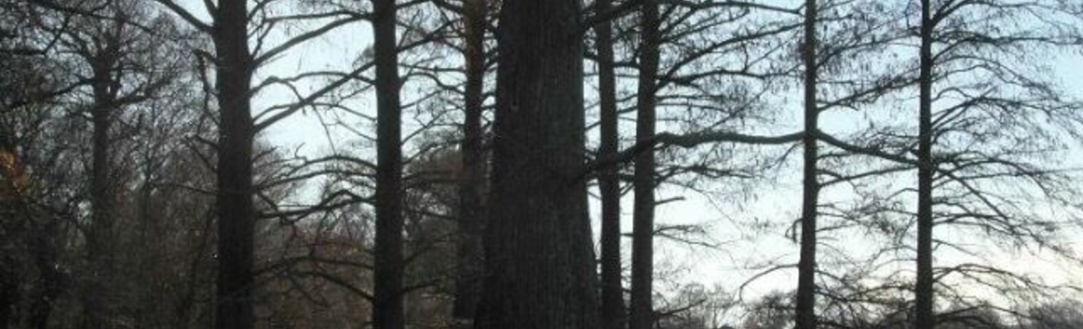 What a collection of cypress trees.