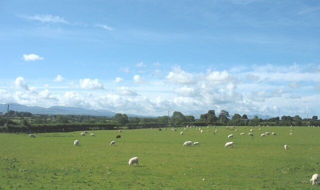 Sheep grazing on the outskirts of Gaerwen