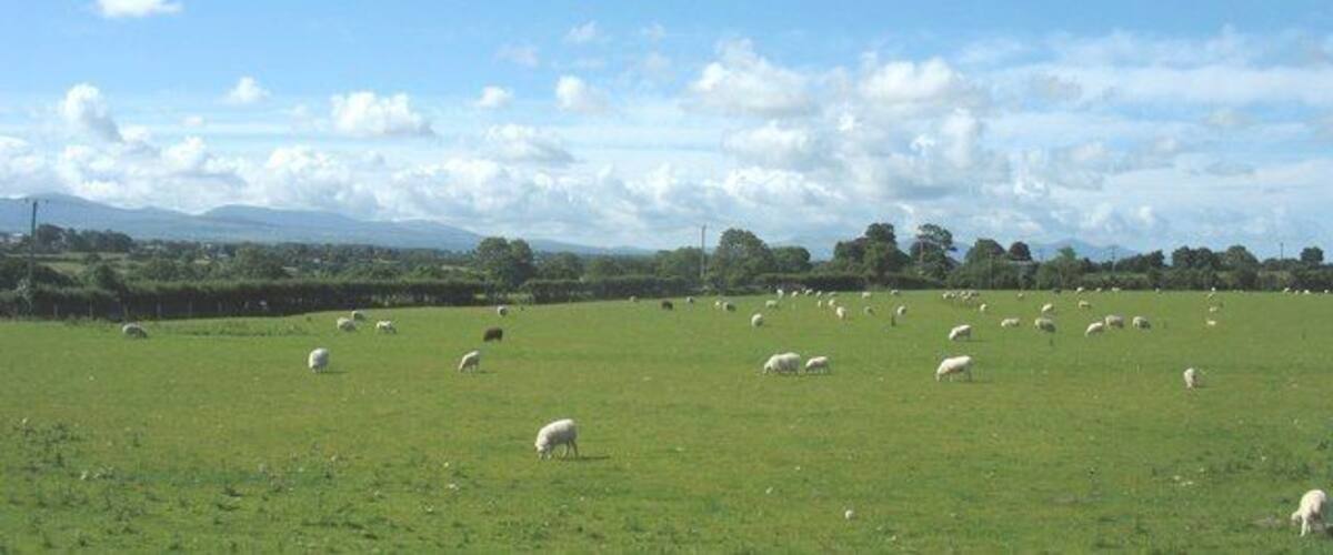 Sheep grazing on the outskirts of Gaerwen