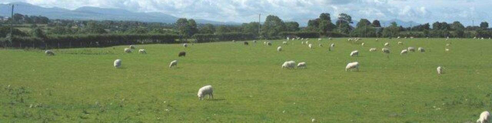 Sheep grazing on the outskirts of Gaerwen