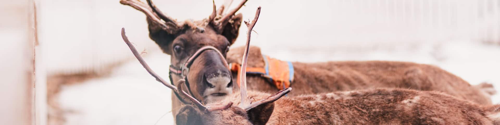 two reindeer in a sled. Deer riding at the country club