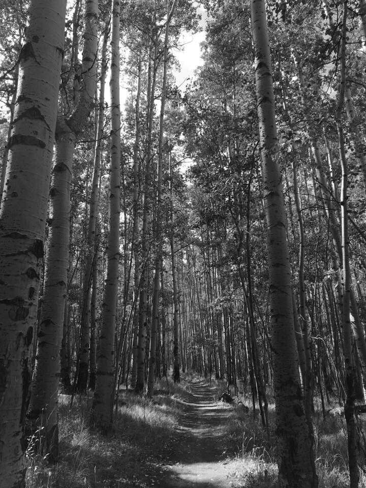One of my favorite trails at Mueller State Park. So peaceful. I have never ran into anyone else on this trail.