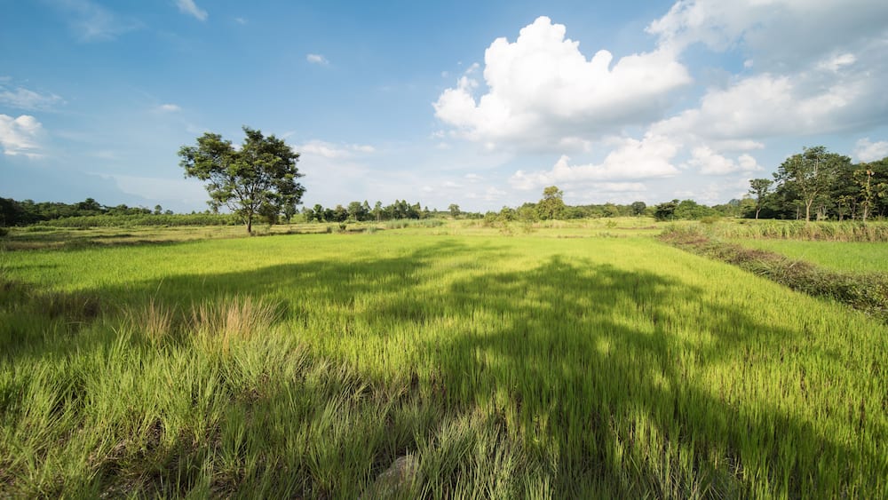 rural area in Amphoe Kabin Buri, Thailand.
