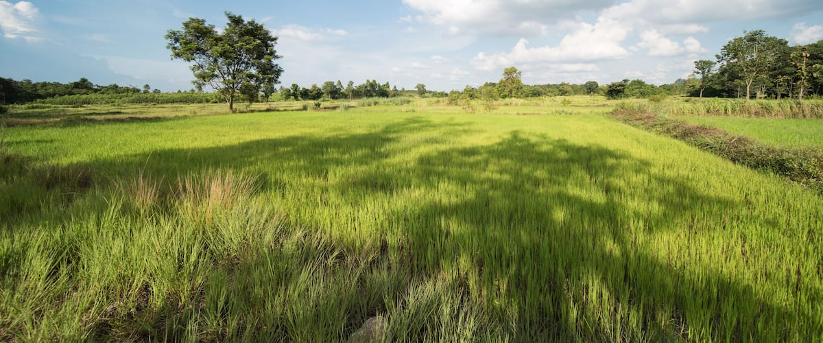 A lush green field with tall grass and a few scattered trees under a clear blue sky.