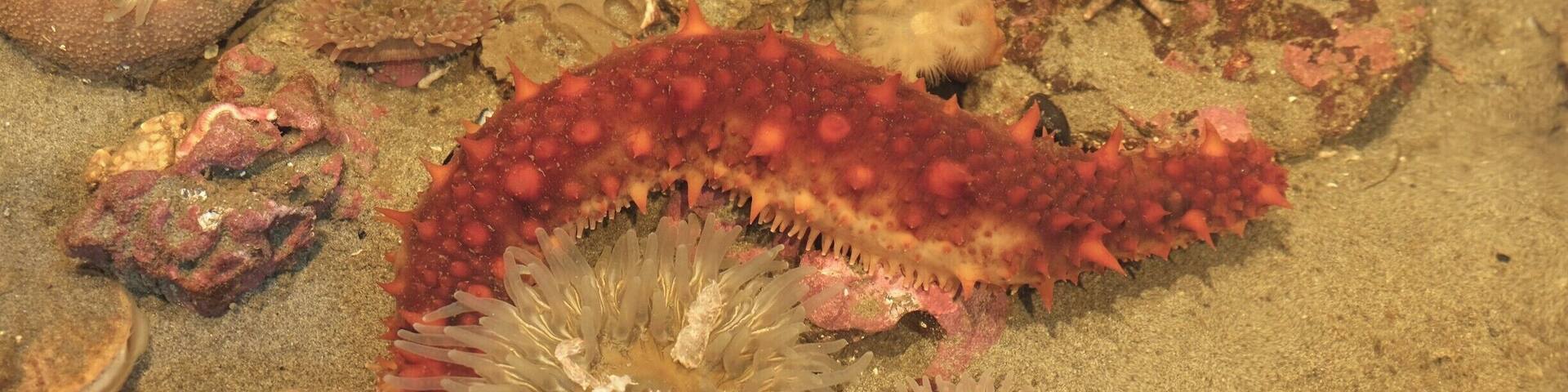 The Feiro Marine Life Center is a little aquarium hidden by the seaside at downtown Port Angeles. The marine animal there get rotated frequently back to the harbor so they are never kept more than a few months. The service is great as they have 3 guides and only about 10 tourists when we were there. We love the detail explanations and personal attention we received there. Definitely worth a stop. #LifeAtExpedia