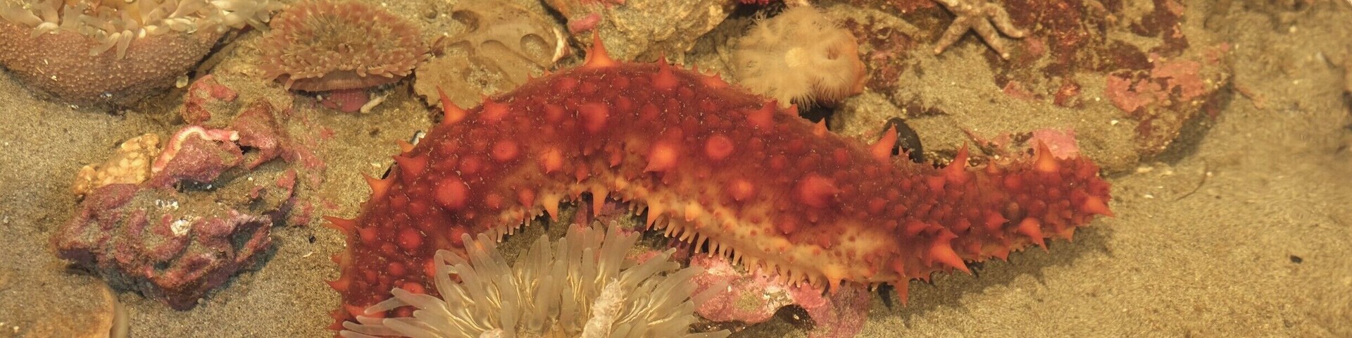 The Feiro Marine Life Center is a little aquarium hidden by the seaside at downtown Port Angeles. The marine animal there get rotated frequently back to the harbor so they are never kept more than a few months. The service is great as they have 3 guides and only about 10 tourists when we were there. We love the detail explanations and personal attention we received there. Definitely worth a stop. #LifeAtExpedia