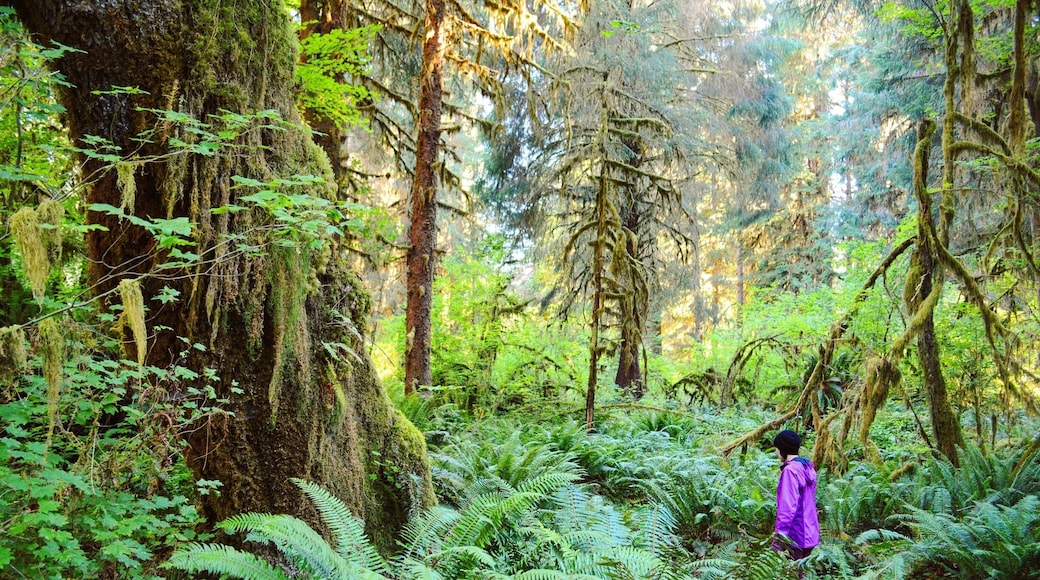 Getting lost in the Jurassic-like forest of Olympic National Park. The Hall of Mosses trail is typically pretty crowded, but this was shot at the nearby (slightly less crowded) Spruce Nature Trail.
For more, visit my travel and outdoor lifestyle blog www.ajauntwithjoy.com or follow my Instagram https://www.instagram.com/ajauntwithjoy/