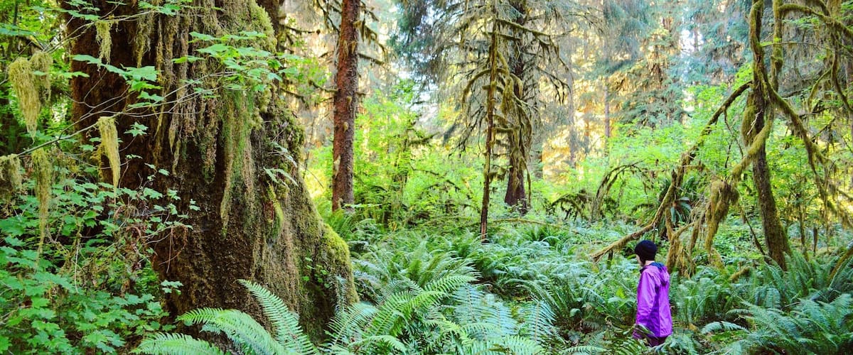 Getting lost in the Jurassic-like forest of Olympic National Park. The Hall of Mosses trail is typically pretty crowded, but this was shot at the nearby (slightly less crowded) Spruce Nature Trail. 
For more, visit my travel and outdoor lifestyle blog www.ajauntwithjoy.com or follow my Instagram https://www.instagram.com/ajauntwithjoy/