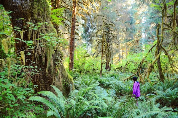 Getting lost in the Jurassic-like forest of Olympic National Park. The Hall of Mosses trail is typically pretty crowded, but this was shot at the nearby (slightly less crowded) Spruce Nature Trail.
For more, visit my travel and outdoor lifestyle blog www.ajauntwithjoy.com or follow my Instagram https://www.instagram.com/ajauntwithjoy/