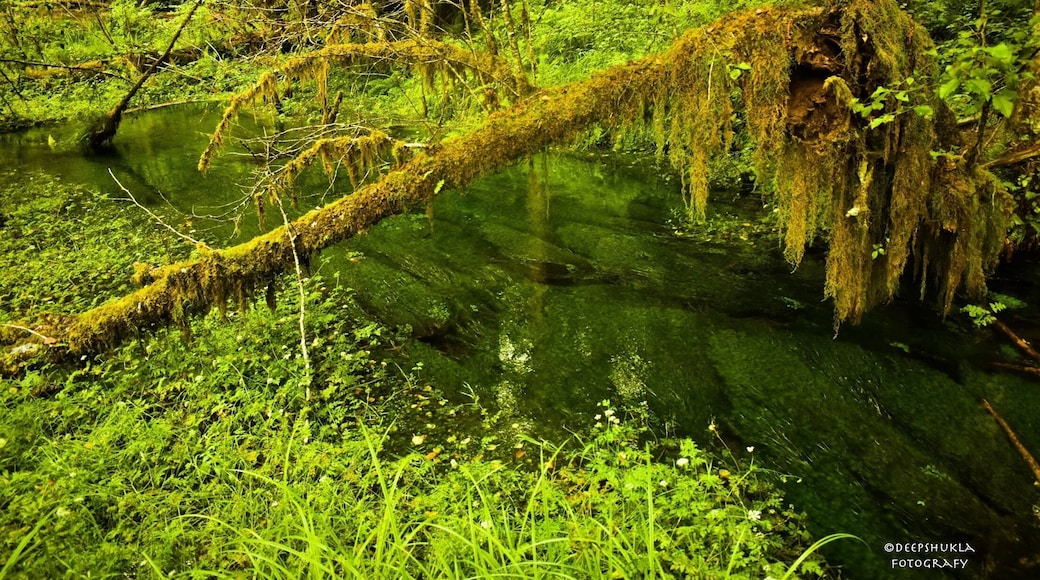The clearest way into the universe is through a forest wilderness...this is Hoh rain forest which receives the highest amount of rainfall in a year.
#adventures photo contest
#rainforest