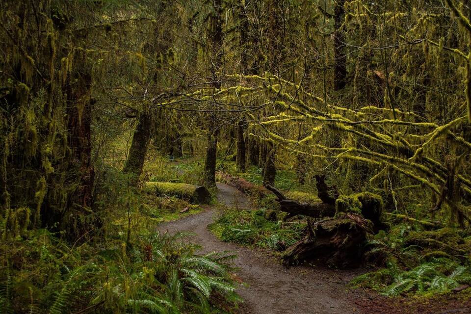 A forest path with moss-covered trees and ferns.