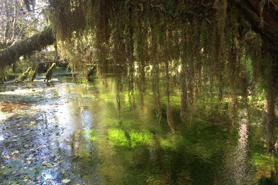 A swampy area with water, moss-covered trees, and sunlight filtering through.