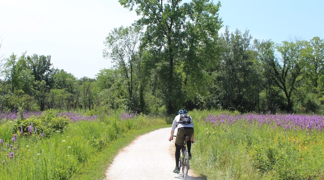 Man riding a bicycle on the Des Plaines River Trail in a meadow with purple flowers in Des Park Ridge, Illinois