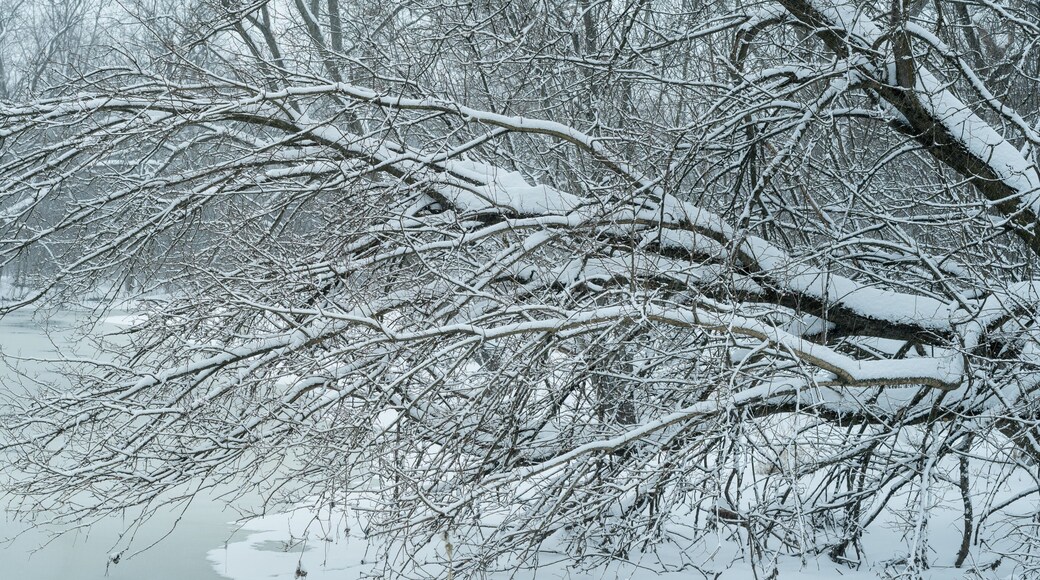 Panoramic winter scene of a frozen midwest stream in a forest. Photographed in Fullersburg Forest in Oak Brook, Illinois.