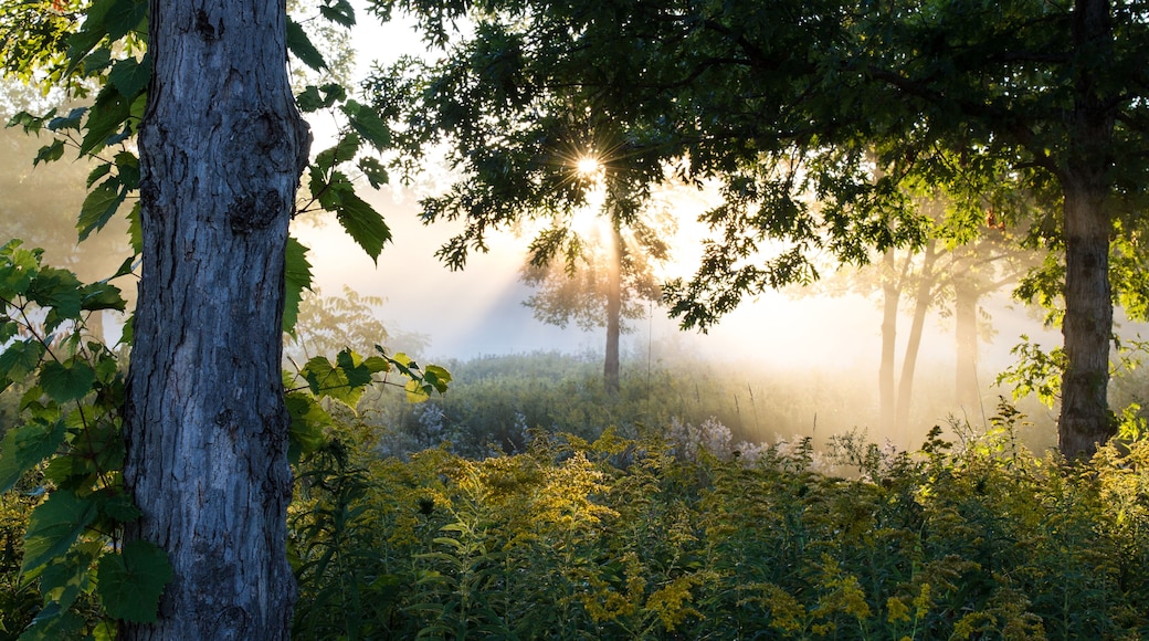 Dawn at Half Day Forest Preserve in Lake County, Illinois