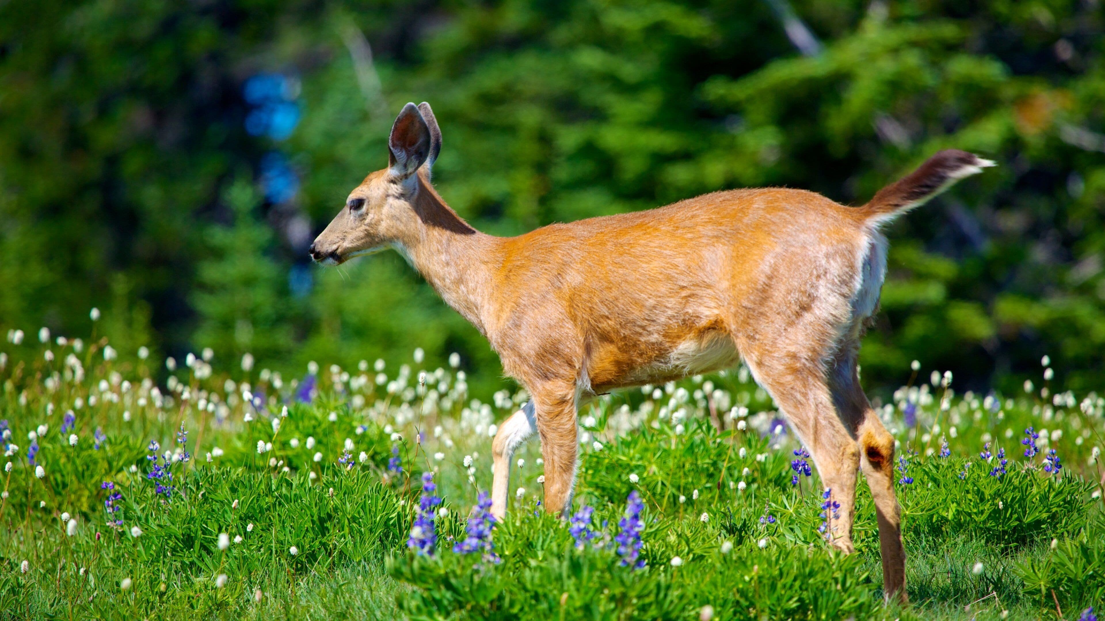 Hurricane Ridge Visitors Center som viser vilde blomster, landdyr og venlige dyr