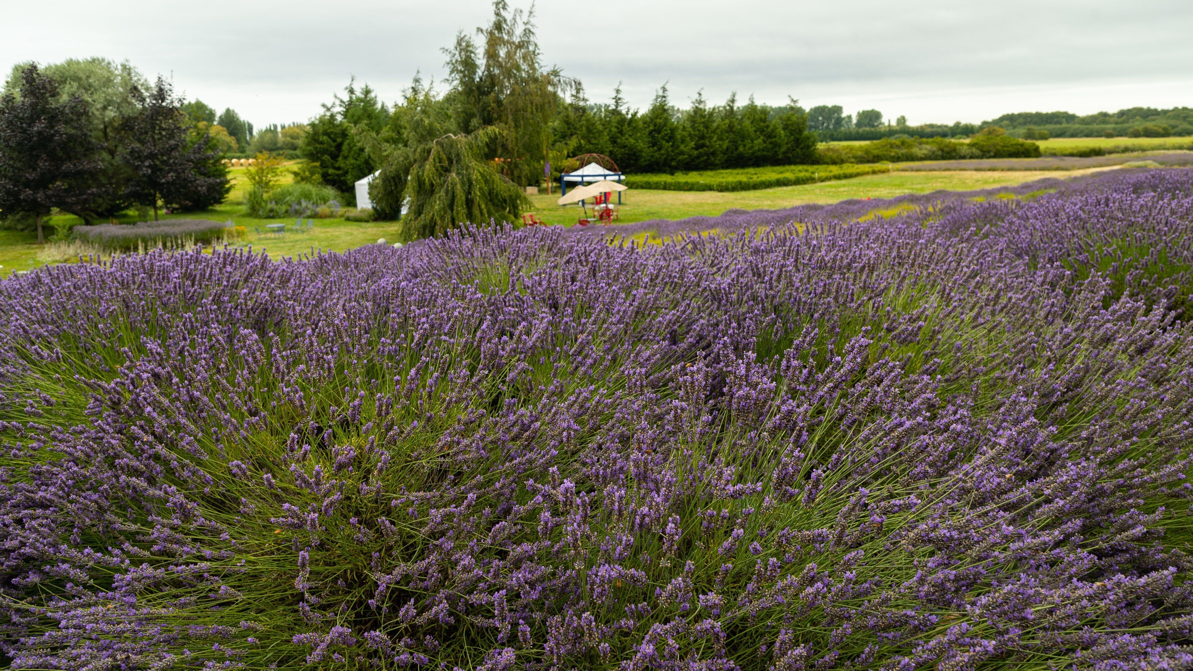 Jardin du Soleil showing a garden and wildflowers