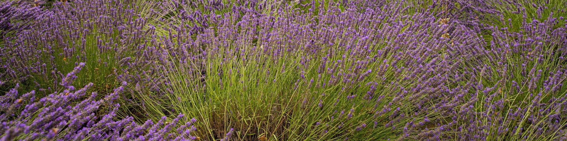 Jardin du Soleil which includes wildflowers