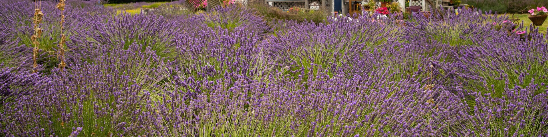 Jardin du Soleil which includes wildflowers