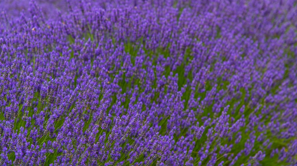 Jardin du Soleil featuring wildflowers and a garden