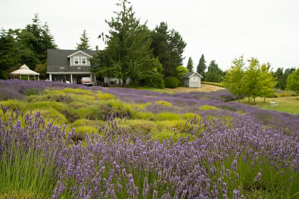 Jardin du Soleil which includes a park and wildflowers
