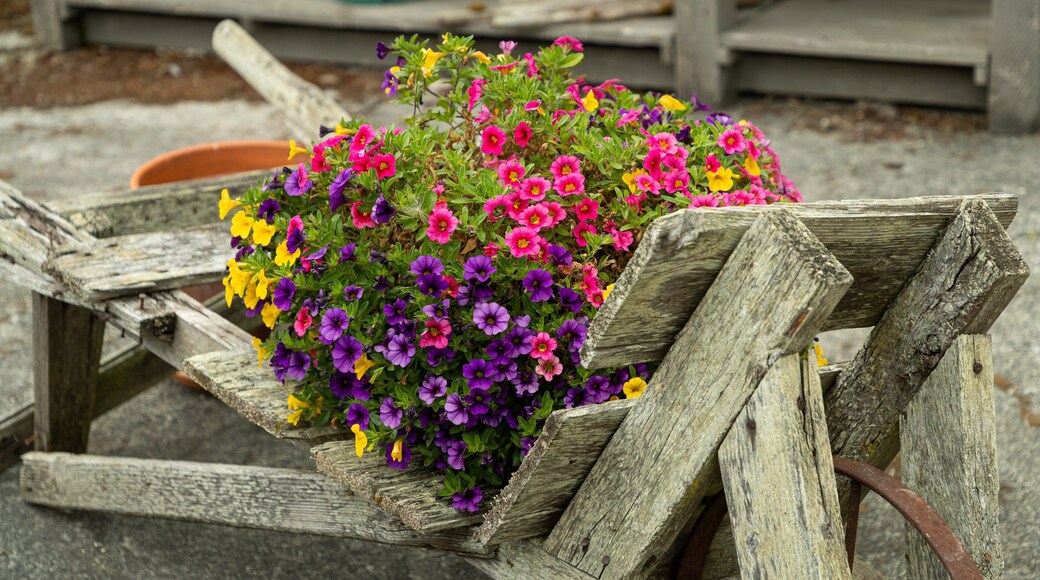 Jardin du Soleil which includes flowers