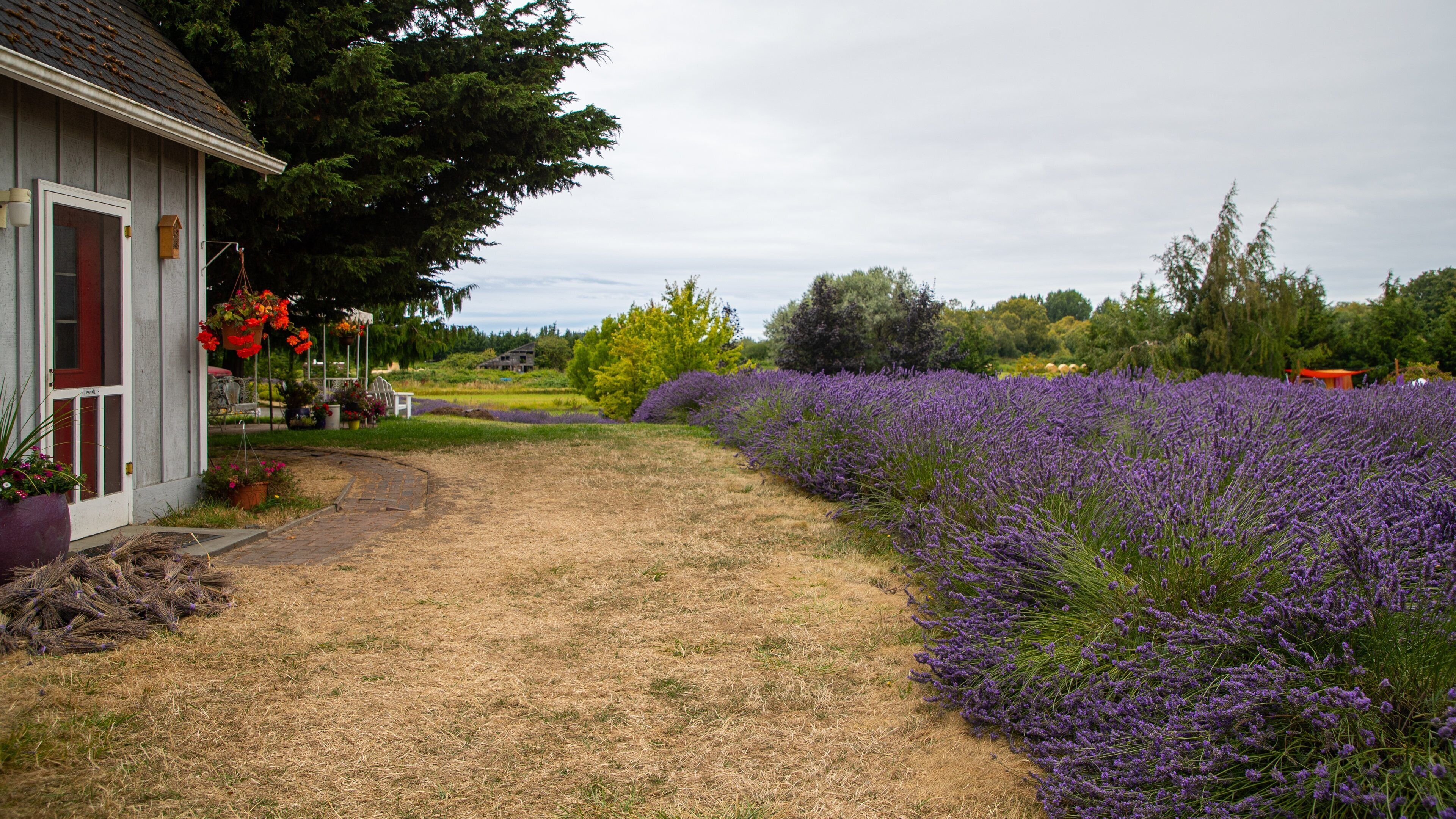 Jardin du Soleil showing wildflowers