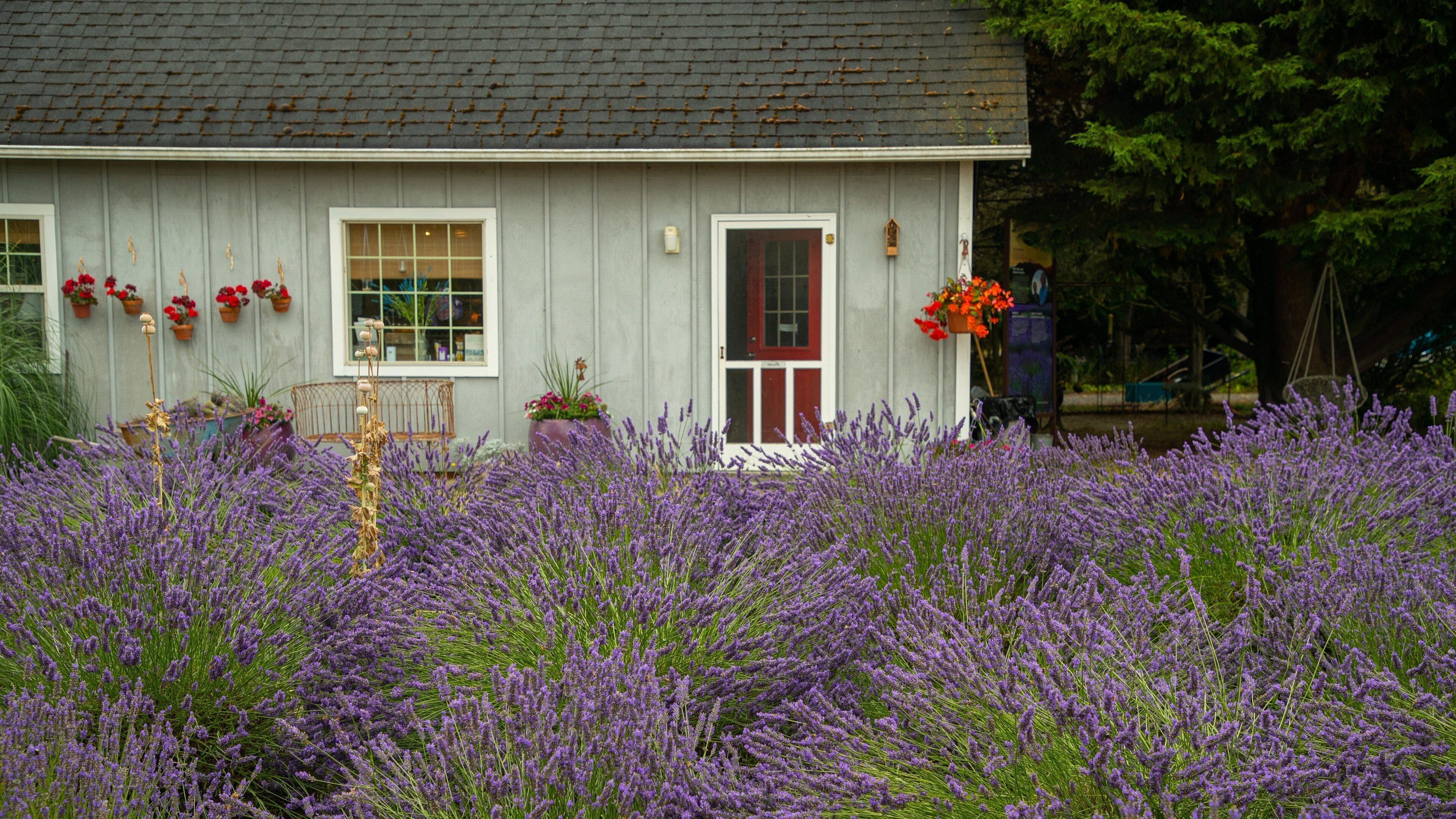 Jardin du Soleil showing wildflowers