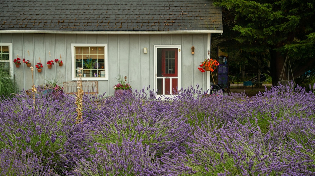 Jardin du Soleil showing wildflowers