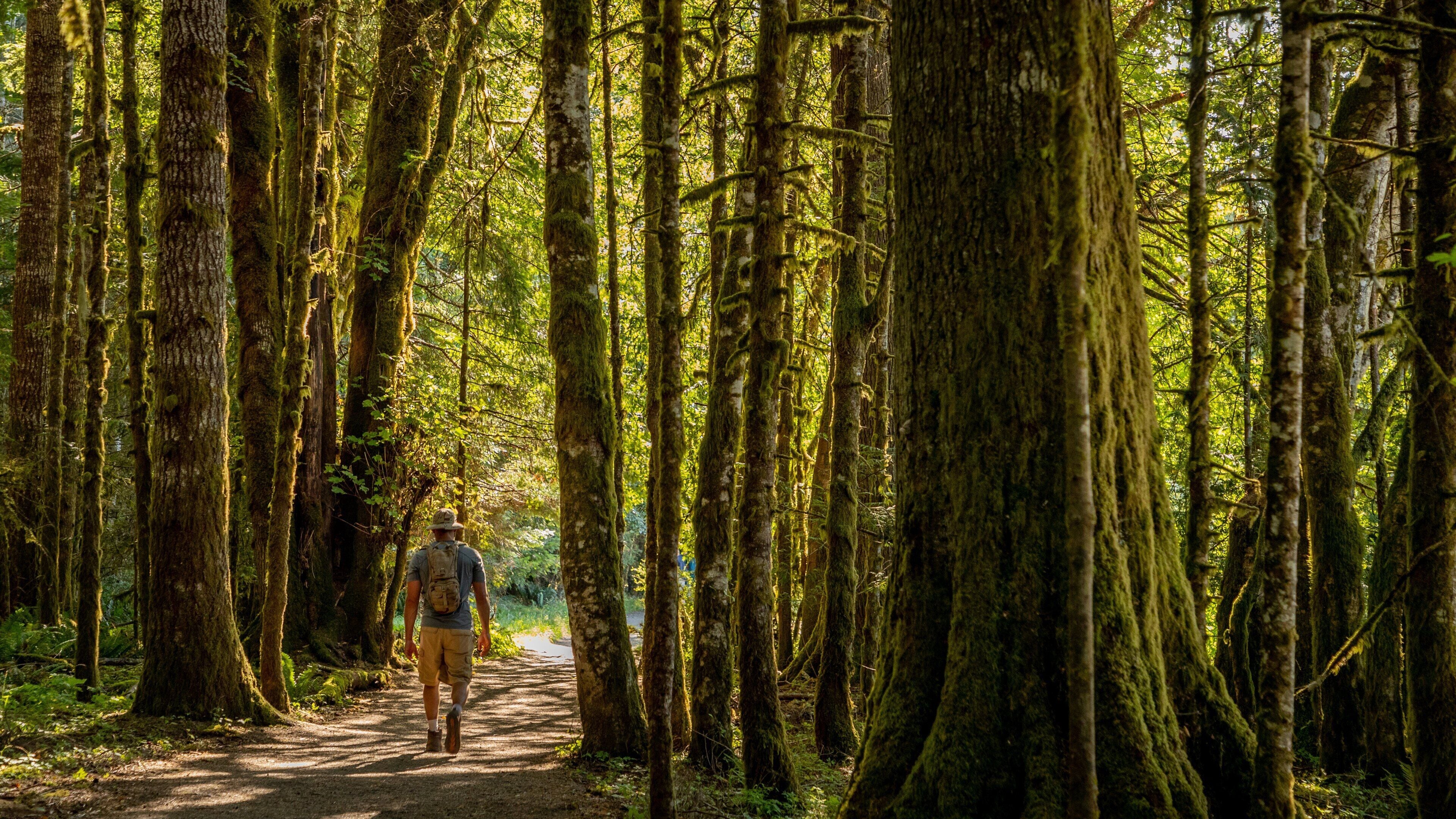Marymere Falls showing hiking or walking, a park and forests