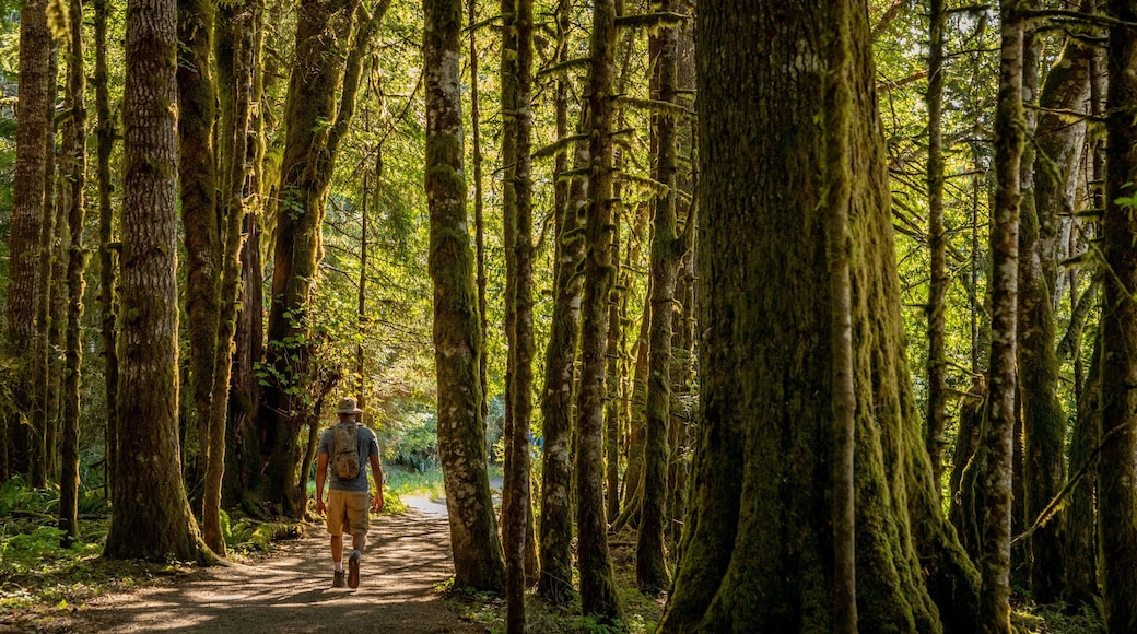Marymere Falls showing hiking or walking, a park and forests