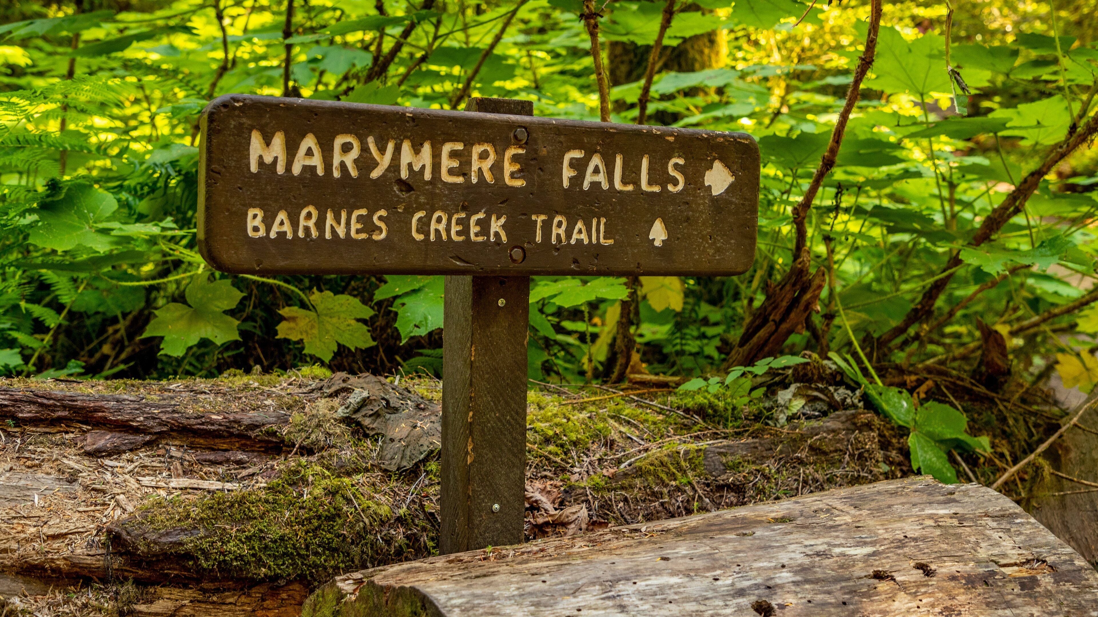 Marymere Falls featuring forest scenes and signage