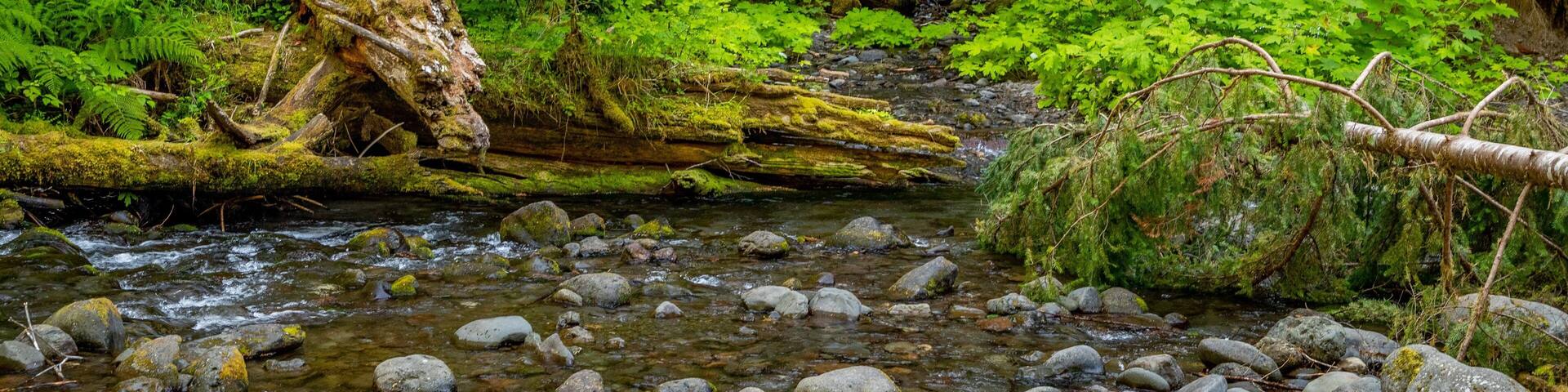 Marymere Falls which includes a river or creek, a bridge and forests
