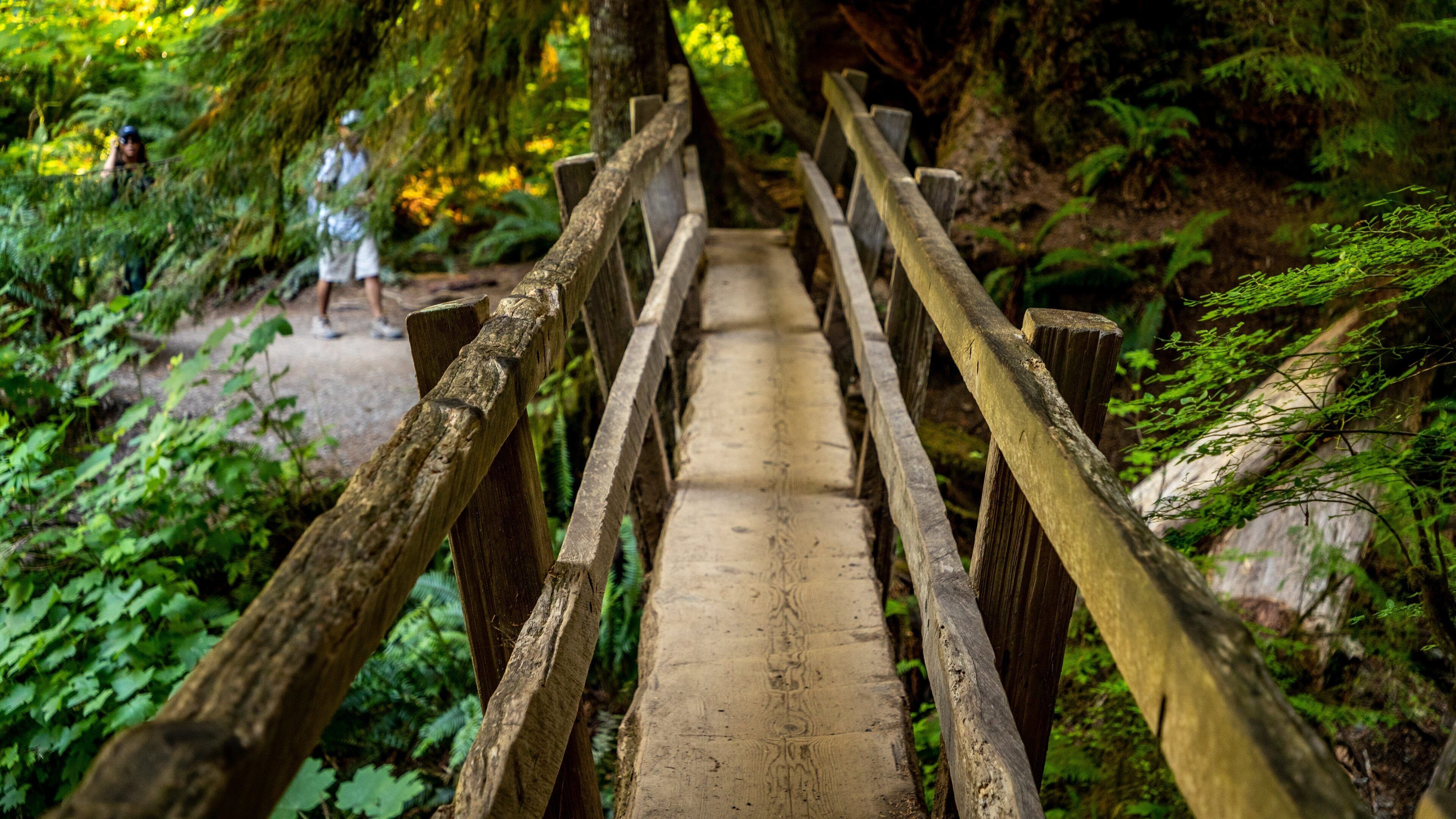 Marymere Falls featuring a bridge and forests