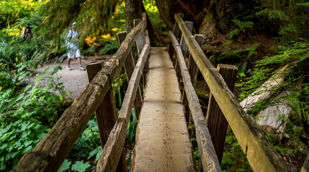 Marymere Falls featuring a bridge and forests