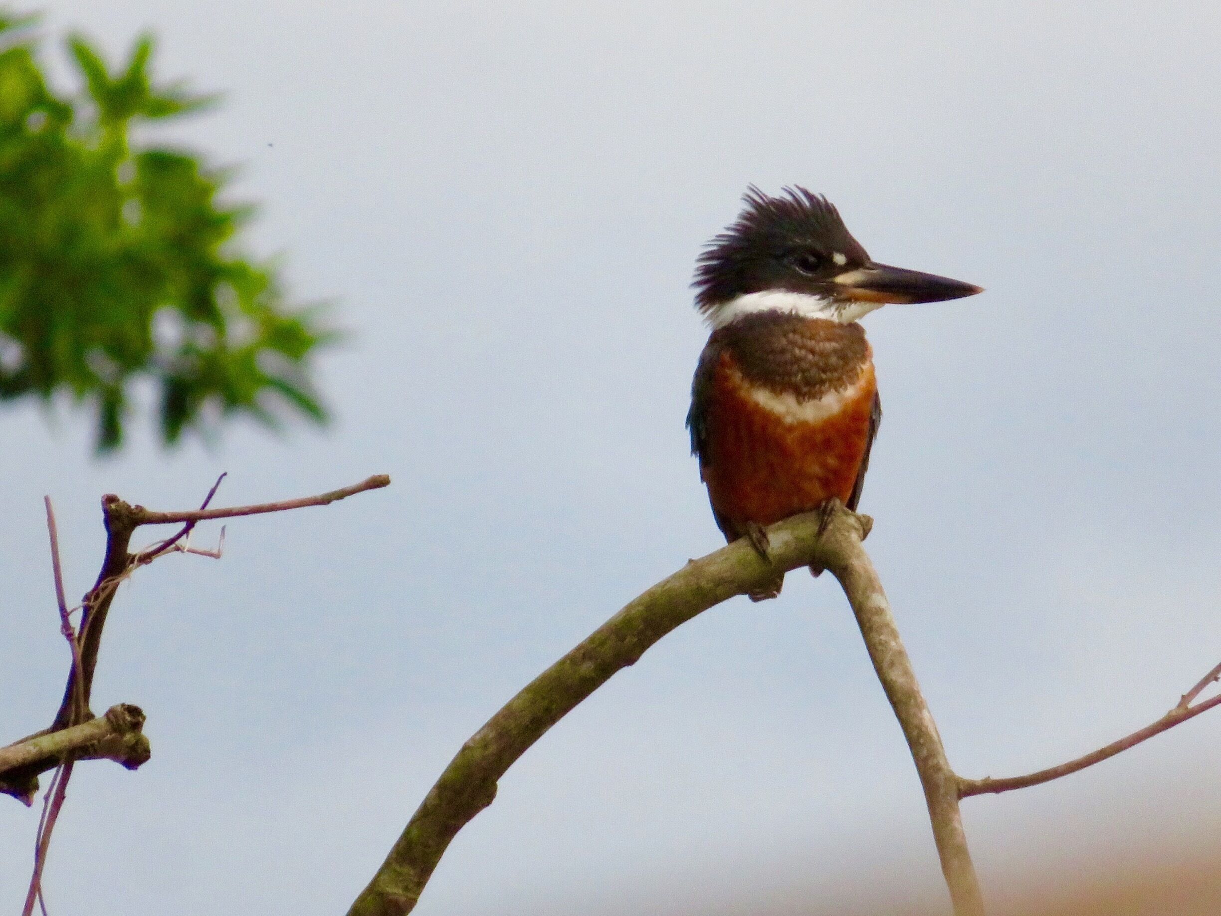 Belted Kingfisher just waking up #greatoutdoors