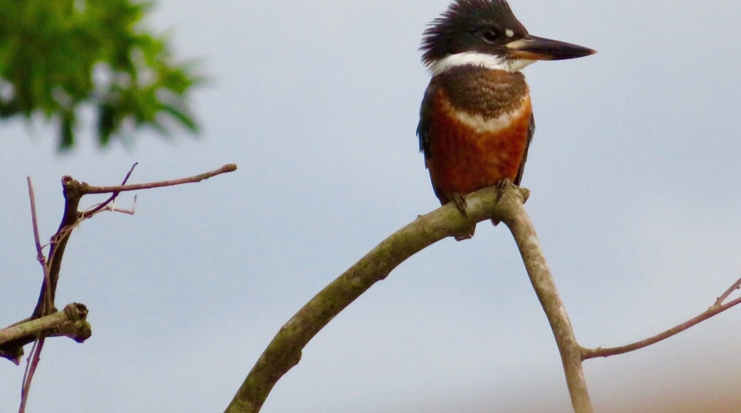 Belted Kingfisher just waking up #greatoutdoors