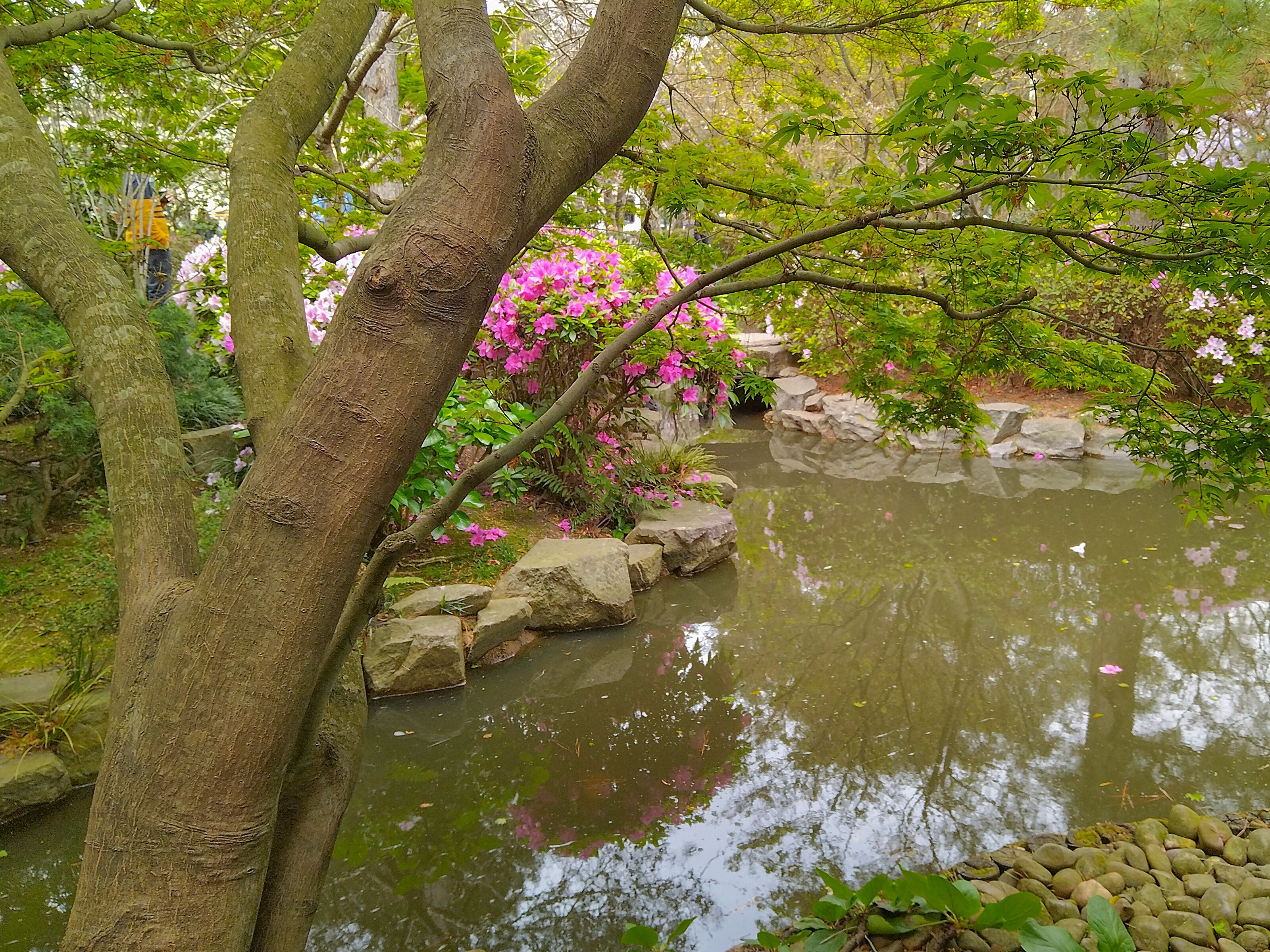 Japanese garden, botanic garden of montevideo city, uruguay